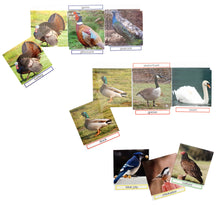 Load image into Gallery viewer, Match the photos - Different bird groups
